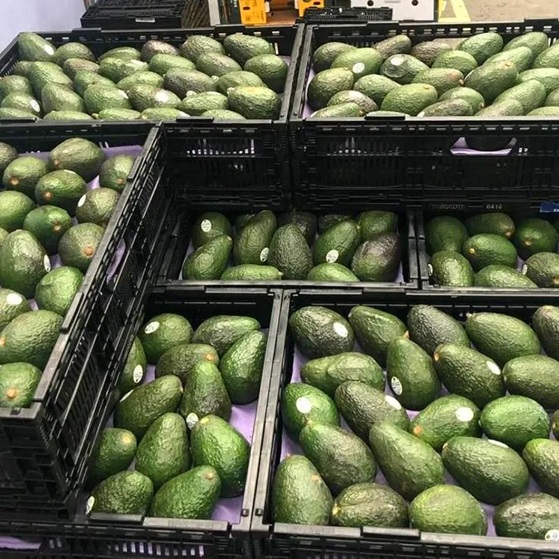 Crates of avocados
