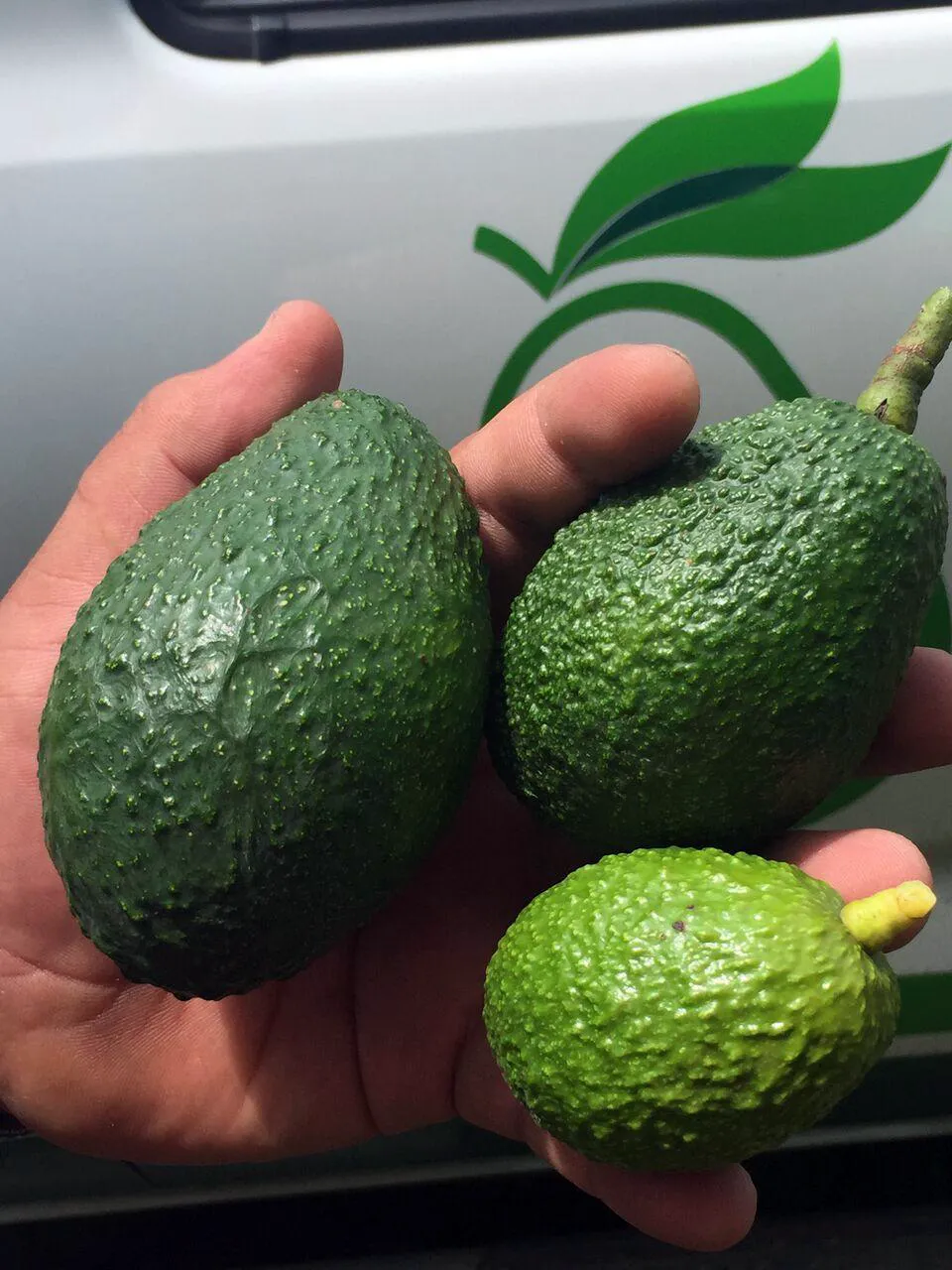 Hand holding avocados