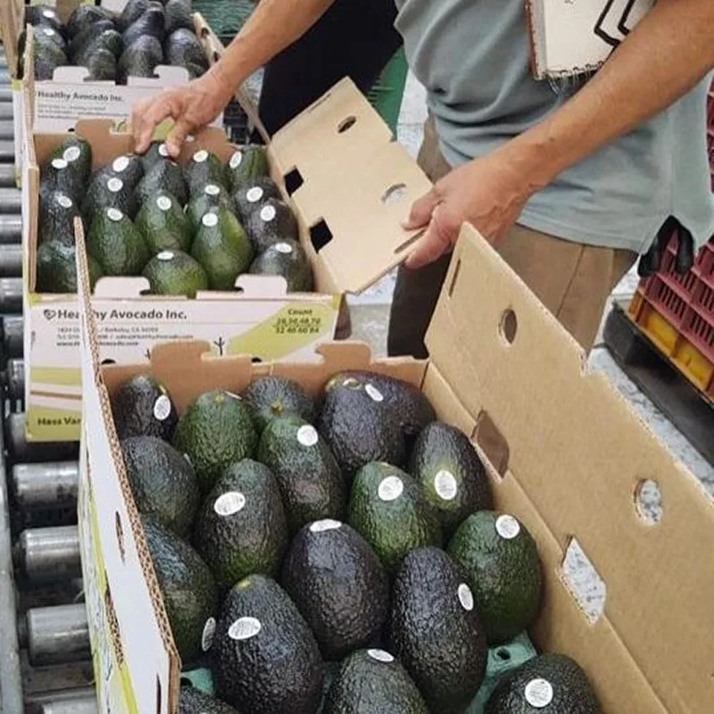Avocados Packed In Boxes On Packing Line